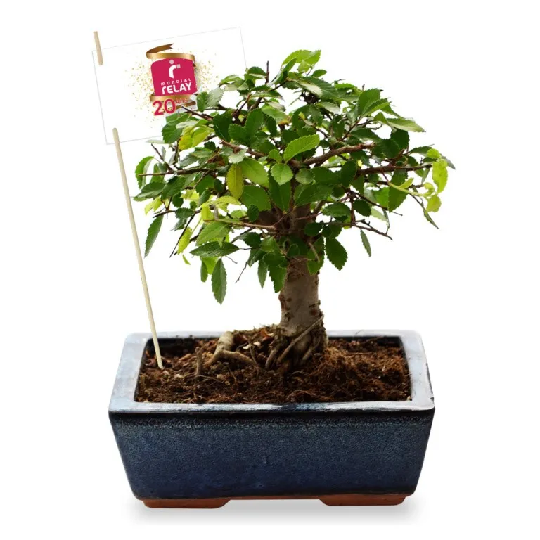 Bonsaï forme boule dans pot en terre suite émaillé personnalisé - BOULE