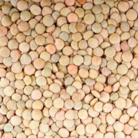 Lentilles Blonde - France 