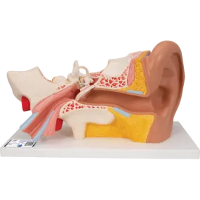 Oreille agrandie 3 fois - 4 parties